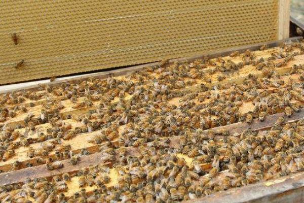 乡村振兴在农村做什么生意好见效,乡村振兴投资什么赚钱