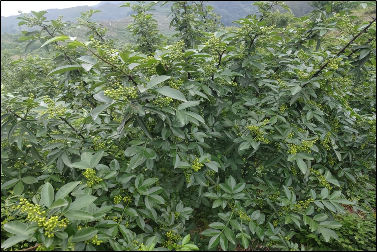 饱含浓浓乡情,厚植三农情怀书写乡村振兴华章