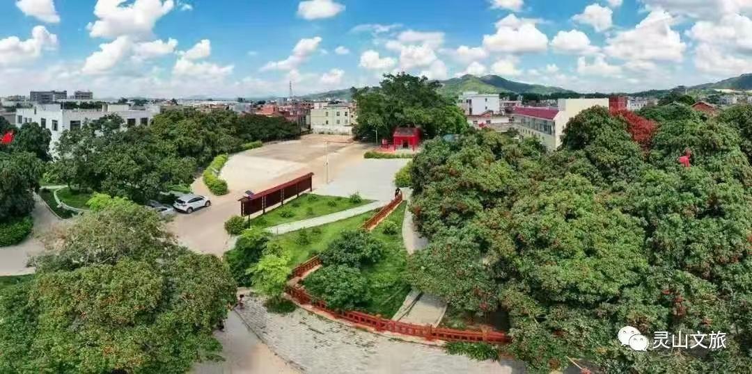 2020年灵山荔枝采摘地点,广西灵山荔枝现摘现吃