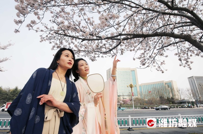 当樱花遇上油菜花,当樱花遇上浪漫的雨
