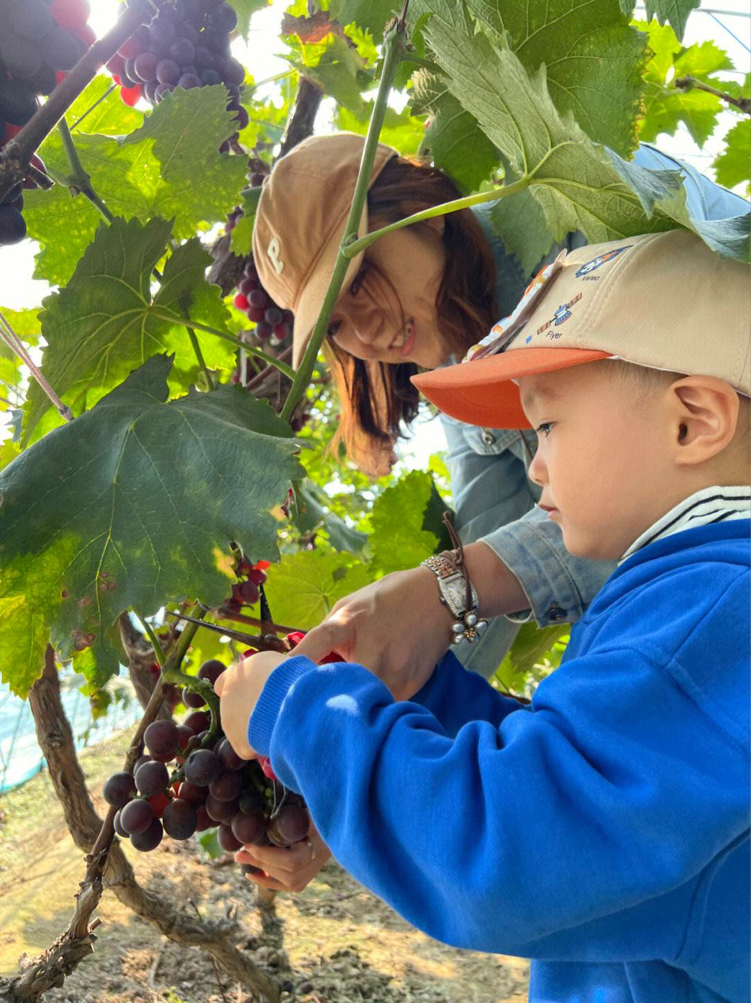 上海奉贤葡萄采摘园排名,上海金山葡萄采摘园