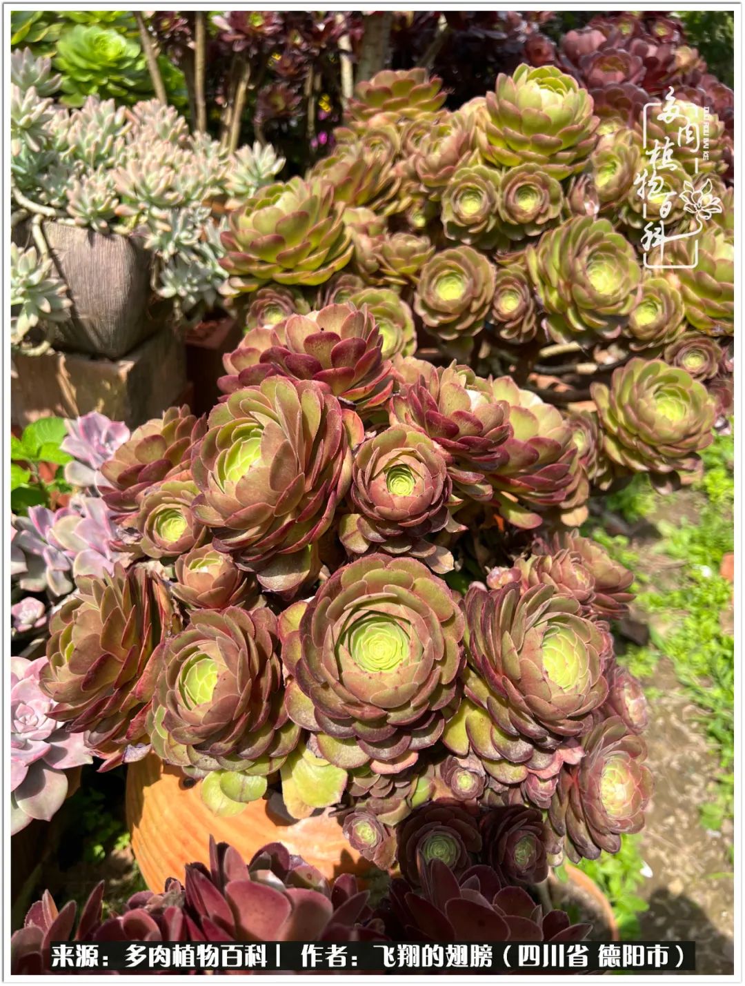 红颜色的多肉都有哪些最好养活,皮实好养的多肉汇总