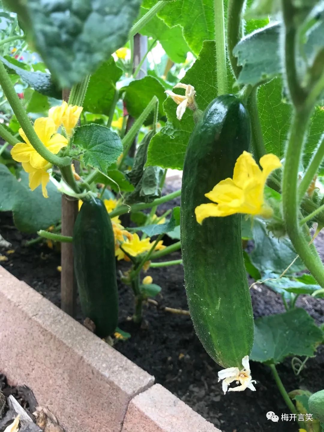 在澳洲种菜日记,我在澳洲学医