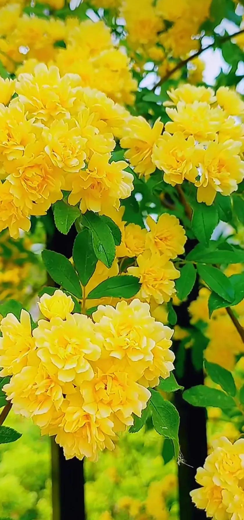 黄木香花的图片大全欣赏,怡人木香花图片欣赏