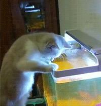 神回复：老鼠贴粘到的，吃了不会犯法吧？网友：自首，争取死缓