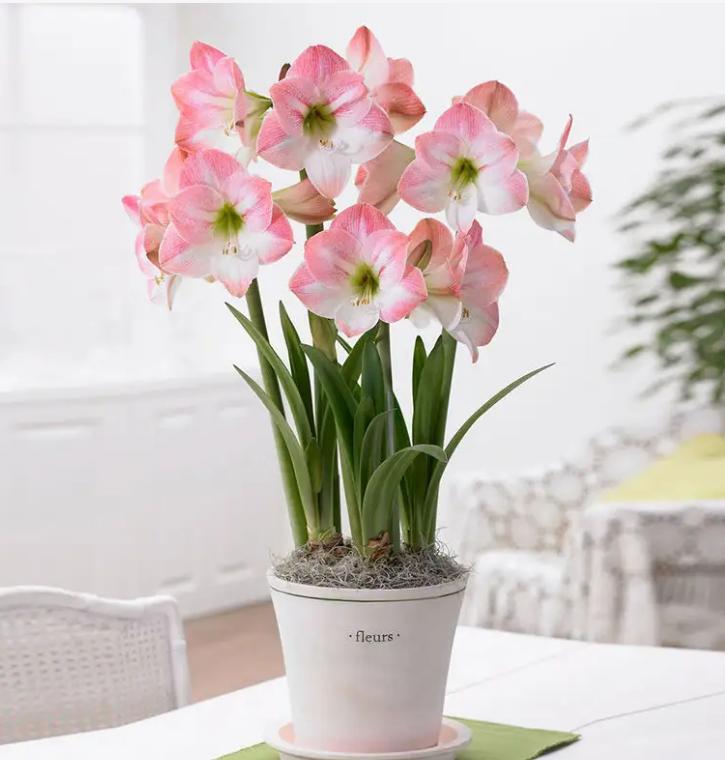 家里放什么绿植比较好吸甲醛,新家什么时候摆放绿植除甲醛