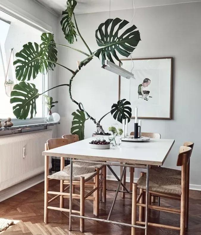 客厅实用盆栽植物有哪些,客厅一般放什么植物盆栽比较好