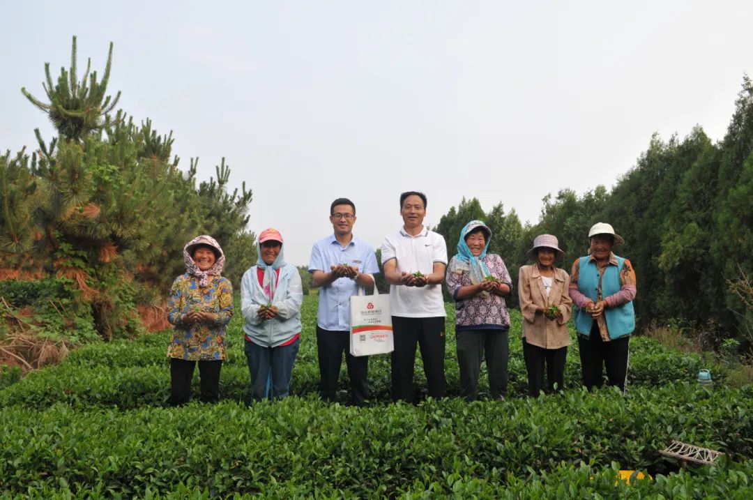 “茶飘香贷”助力“北方第一茶”