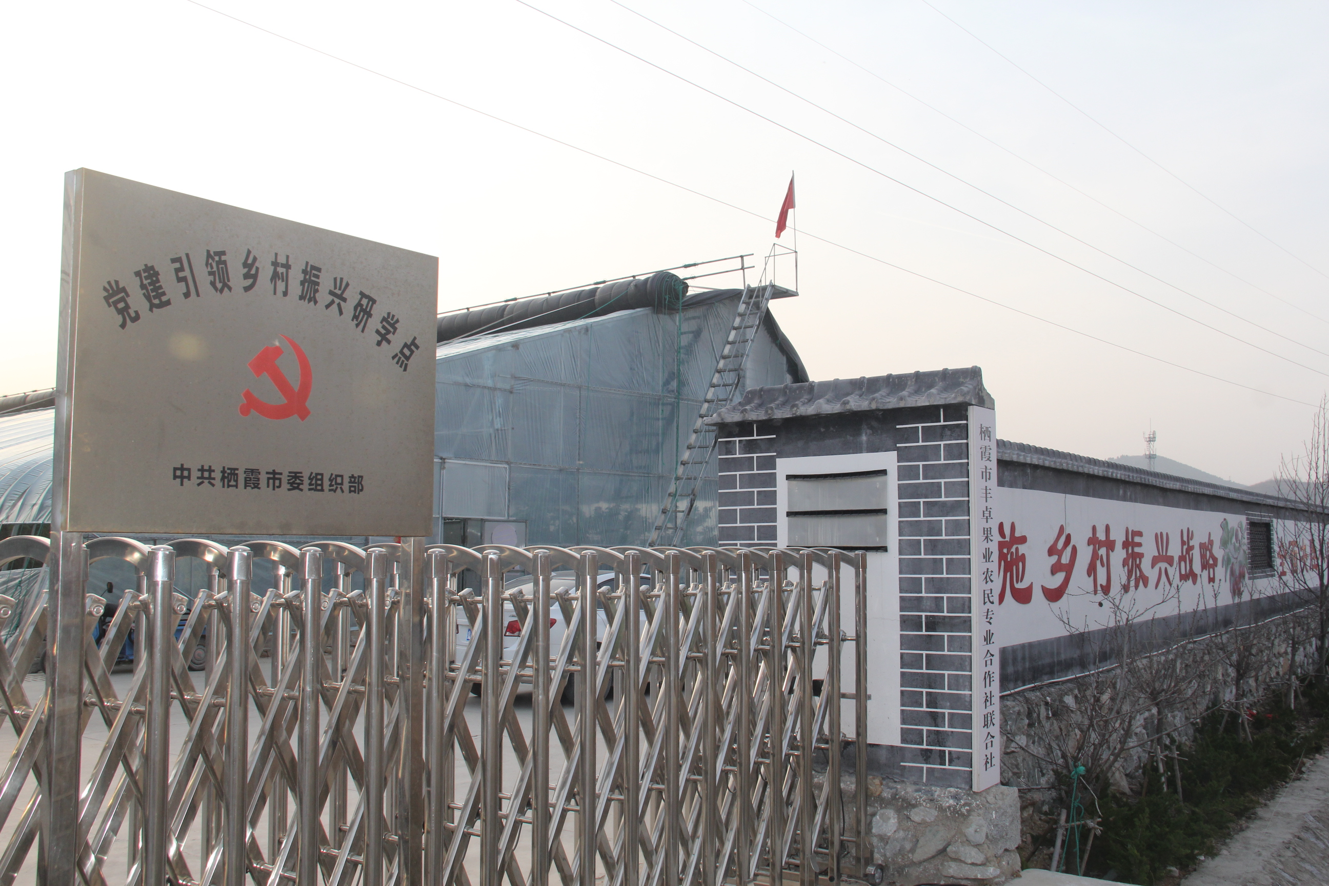 栖霞市庙后佳红樱桃苗,山东烟台庙后大樱桃产业基地