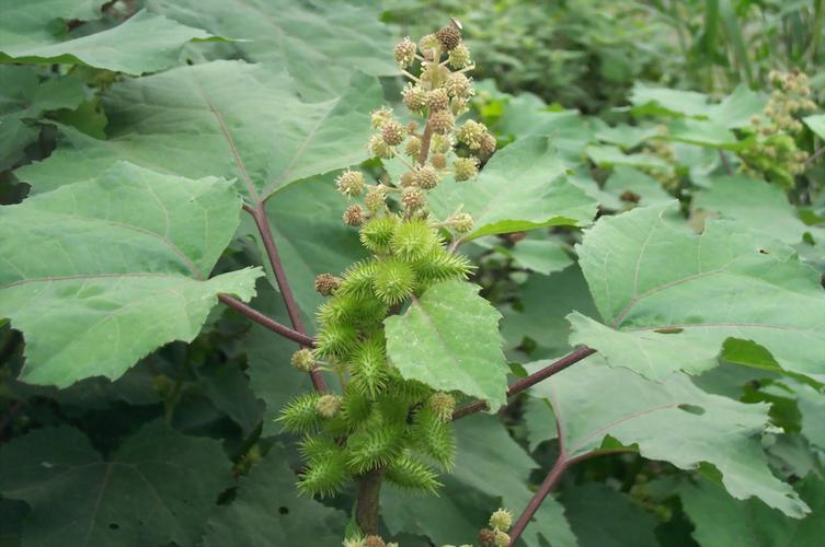农村野生的苍耳怎样使用,苍耳草价格多少钱一斤