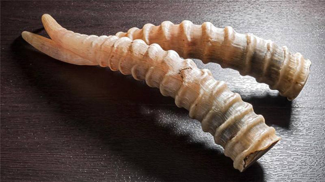 为了结婚卖传家宝，小伙被罚款24万！他卖的羚羊角究竟有何来历？