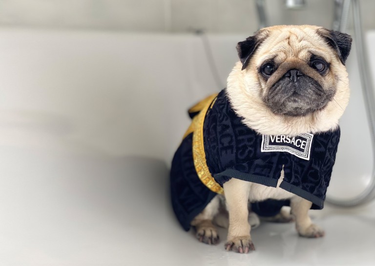 英国最聪明的十大名狗,英国最著名的土狗是什么狗