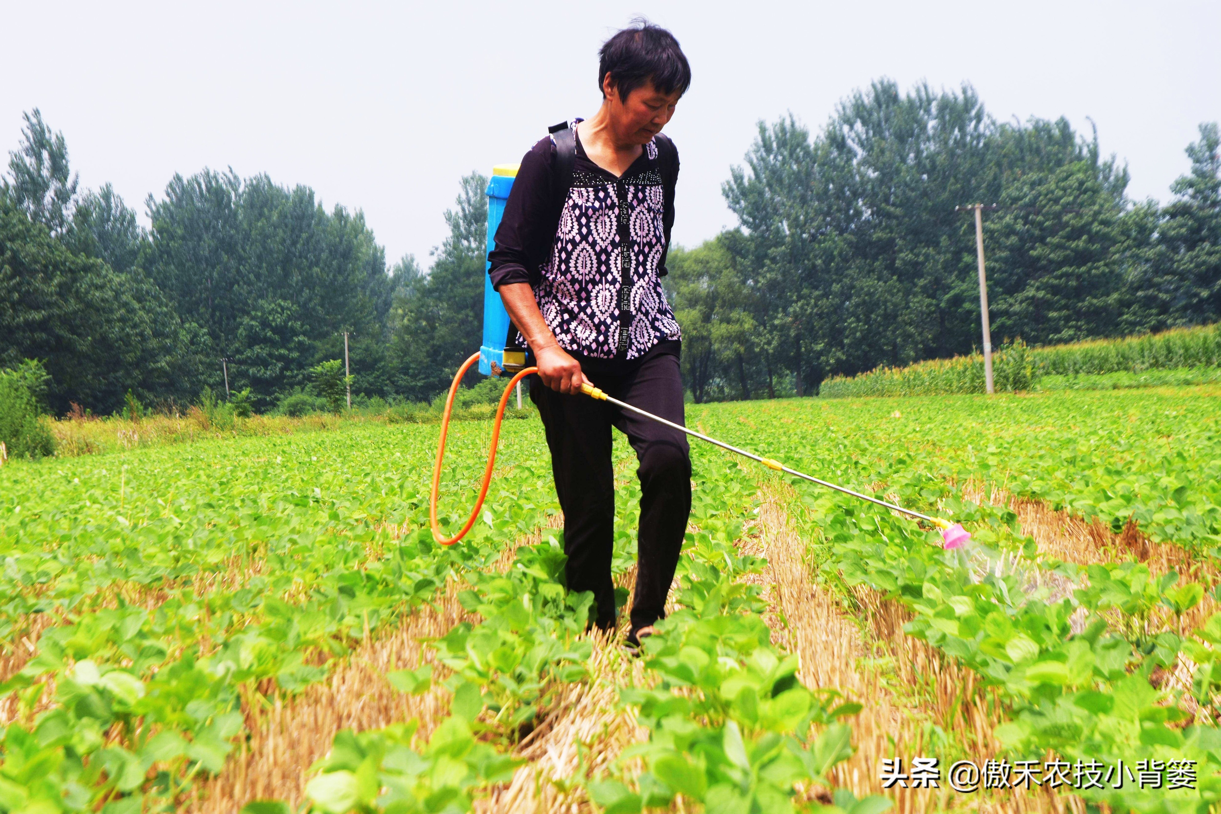 杀虫剂吡虫啉和啶虫脒有什么区别,吡虫噻嗪酮吡虫啉