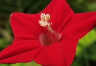 红色的五角星花开在朝阳升起时