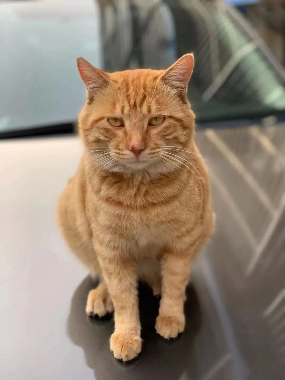 当一位普通北京市民「外头有猫了」