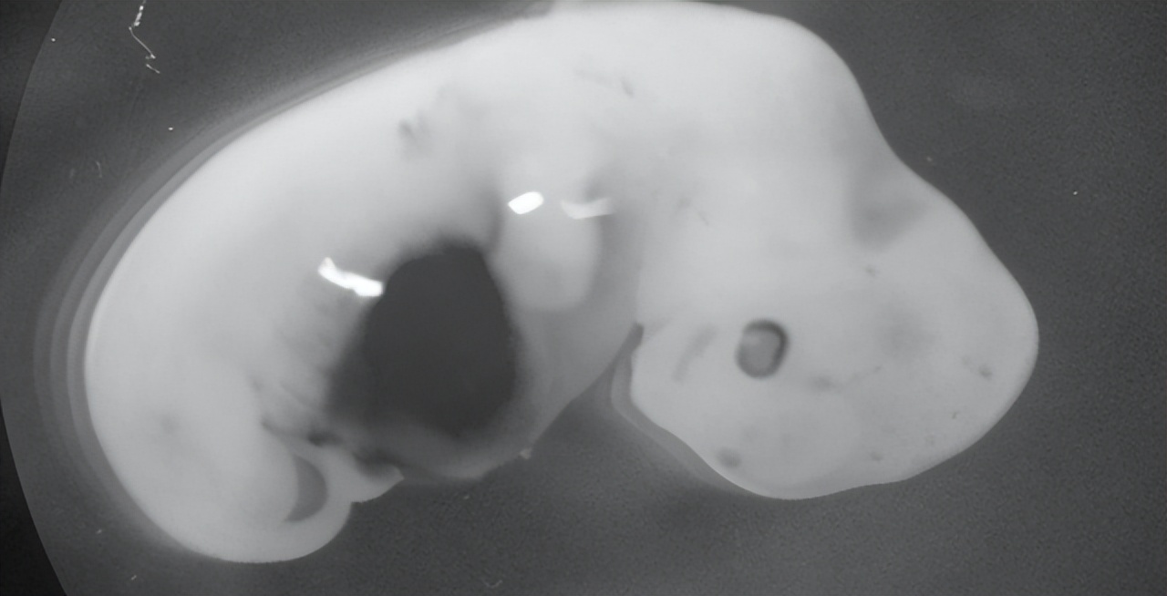 人类动物能混血吗,人类真的能杂交吗