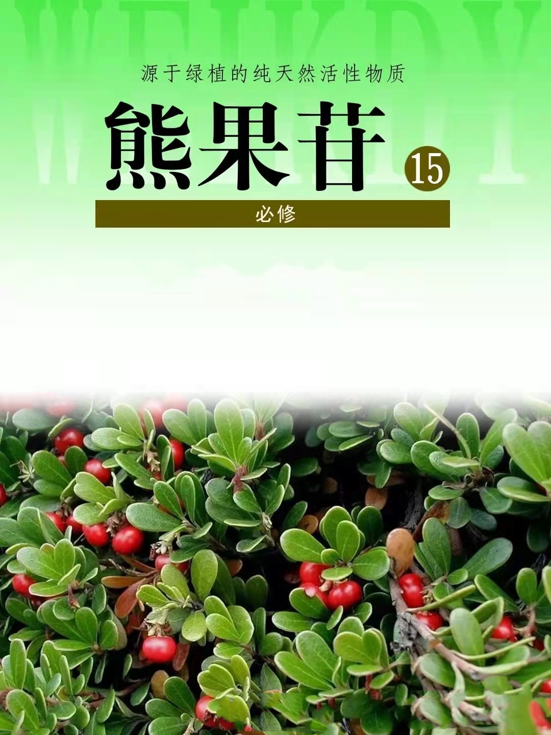 熊果苷成分是什么,熊果苷草本