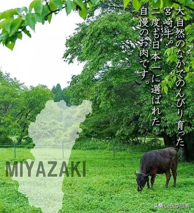 生鲜牛肉哪个品牌的好,牛肉品牌排行榜前十名