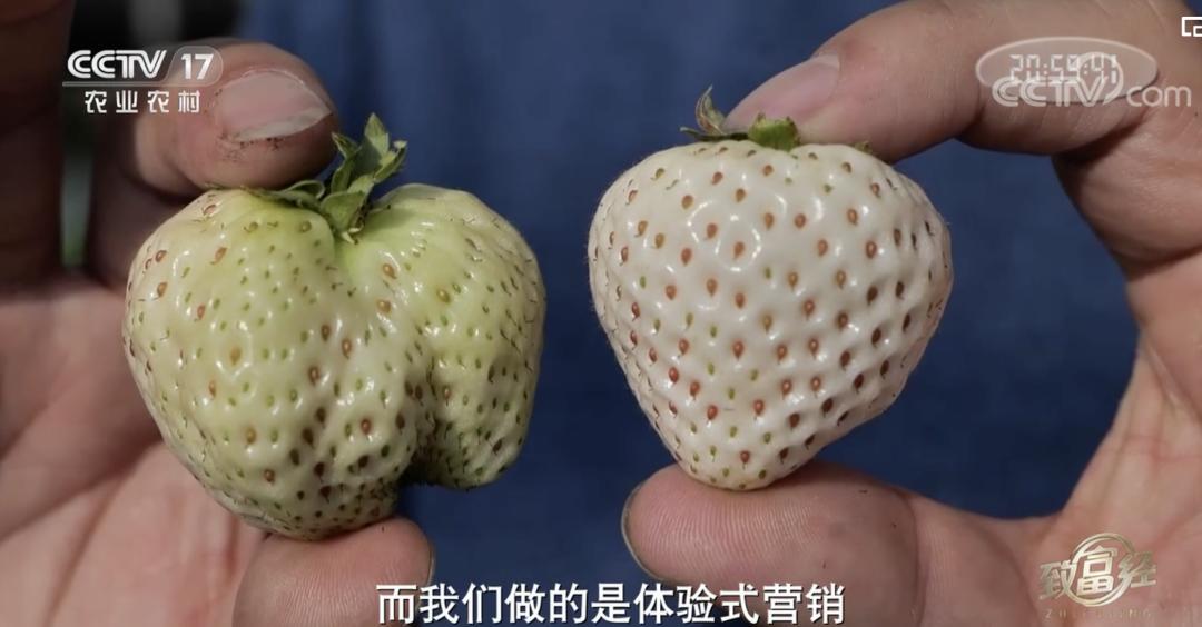 丹东九九草莓和红颜区别,丹东九九草莓新品