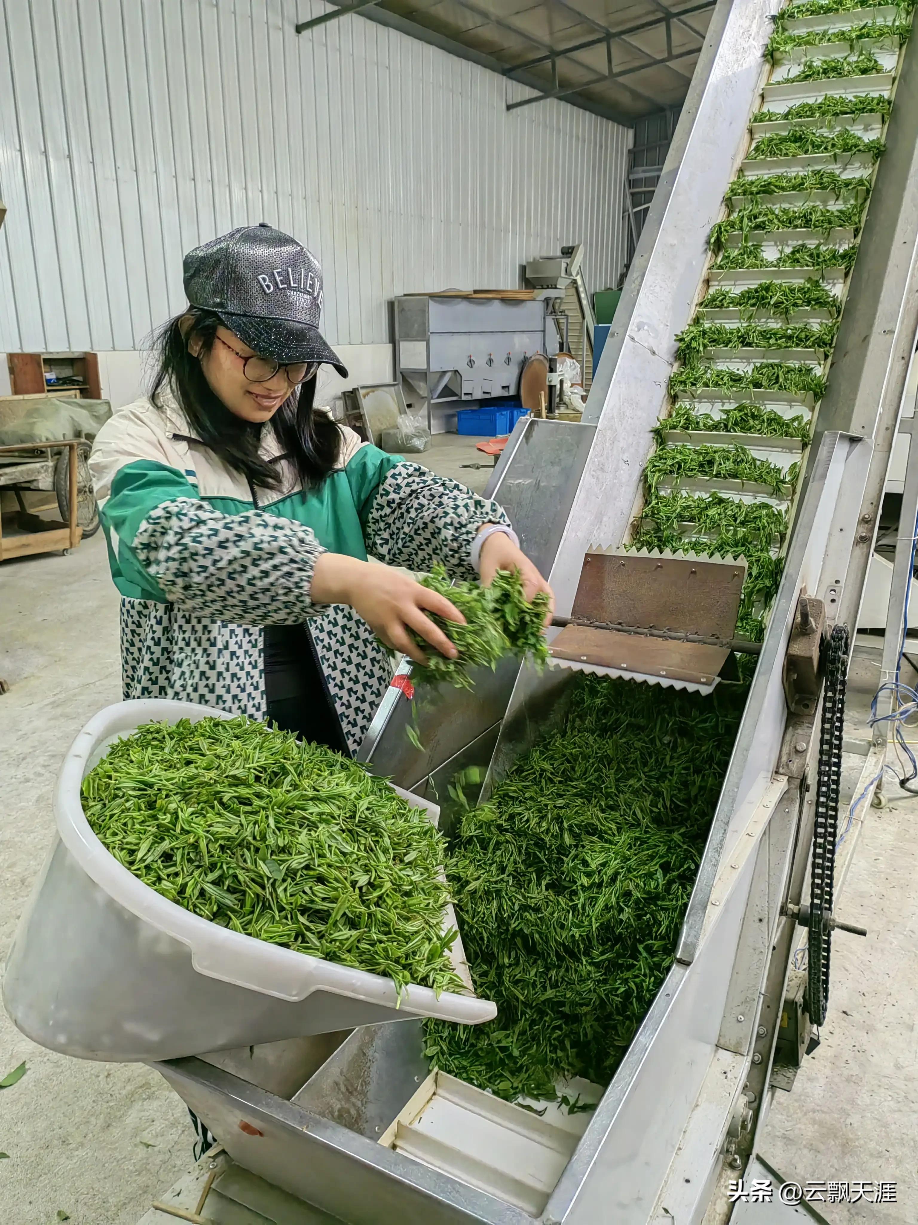 为何外地人一般很难买到正宗的富溪“黄山毛峰”