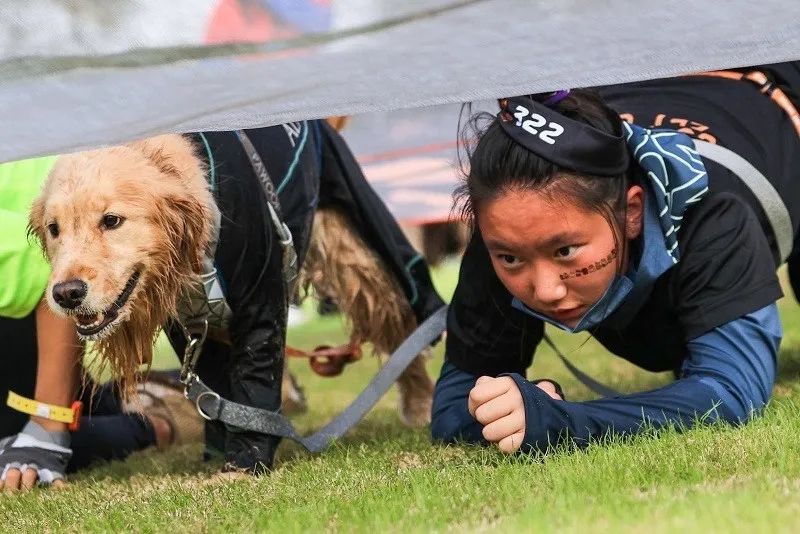 狗巴迪勇士赛程,狗巴迪勇士赛是赛级犬吗