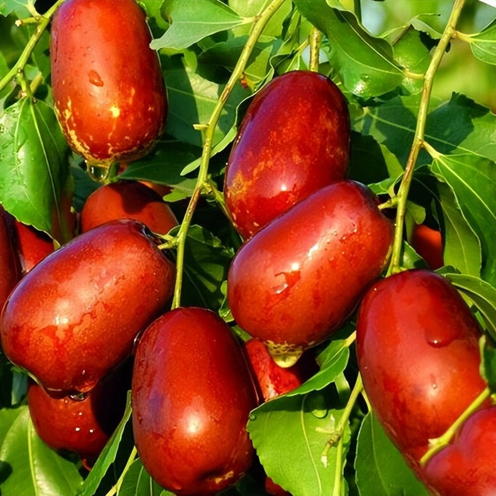 门前院子里种树有什么讲究,门前种树有什么风水禁忌呢