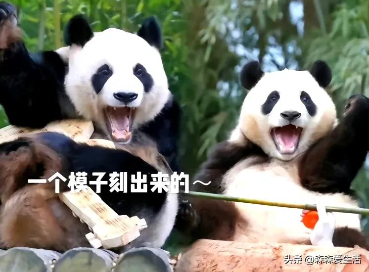 大熊猫乐宝乐天派,大熊猫乐宝为什么会打黑工