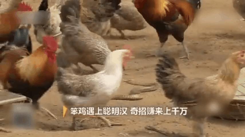 中科院博士裸辞,中科院博士谈裸辞开民宿