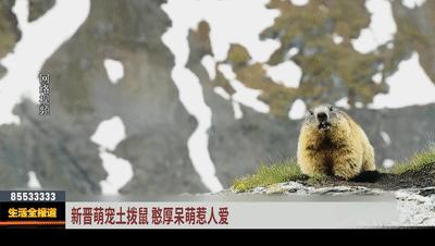 养新动物,从小养的土拨鼠