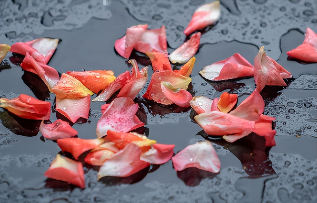 唐诗经典100首必背,240首必背唐诗