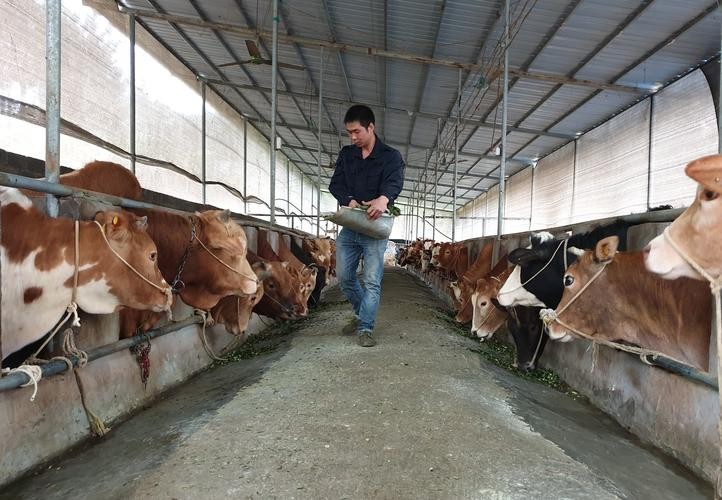 肉牛养殖技术西门塔尔牛养殖视频,生牛养殖和肉牛养殖的区别