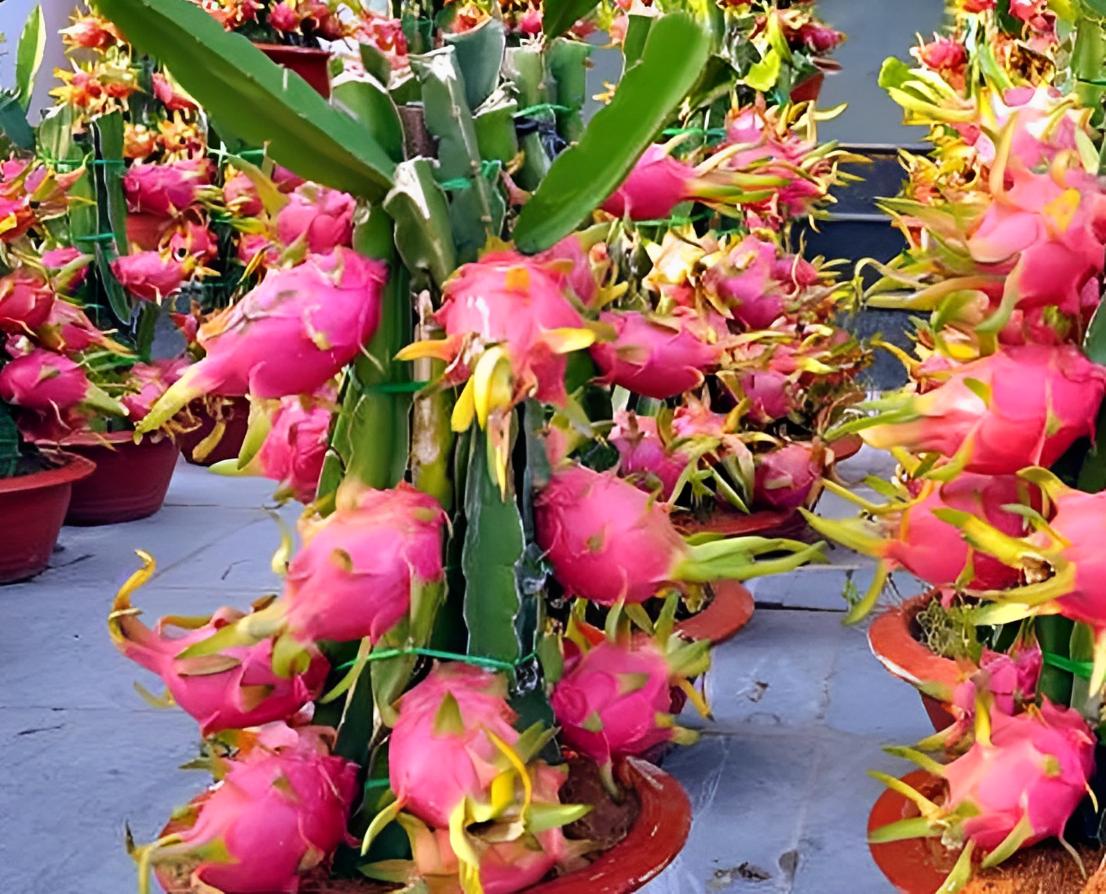 “家有4金树,儿孙辈辈富”,养5年挂满大金果,想吃马上摘,方便