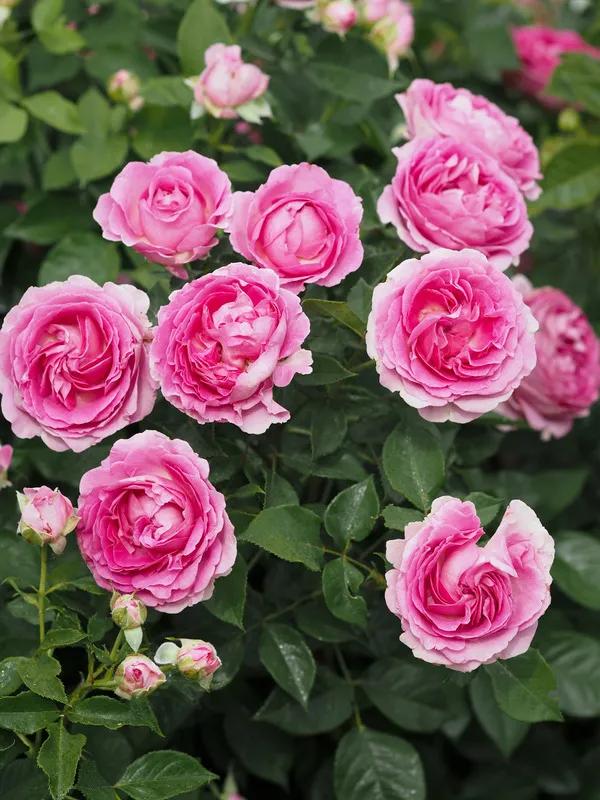 蓝莓蛋糕桔子蛋糕,人气蛋糕推荐蓝莓蛋糕