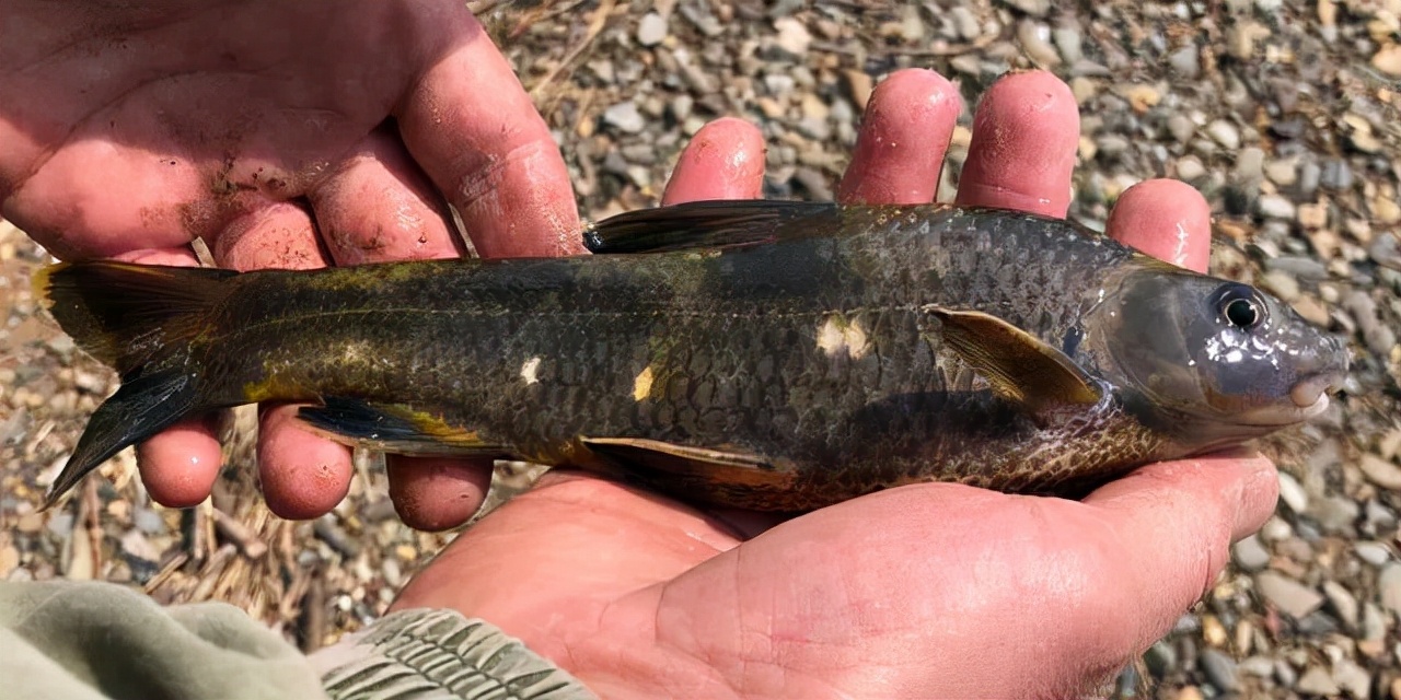 黑龙江三花五罗十八子图片,黑龙江名鱼三花五罗