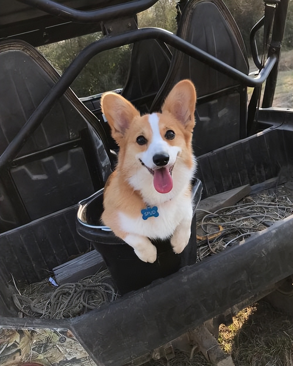 柯基为什么有些人感觉很傻,柯基成年后有什么变化