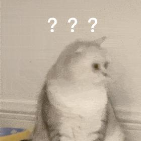 哪种猫招财好养活,哪种猫最招财又好养