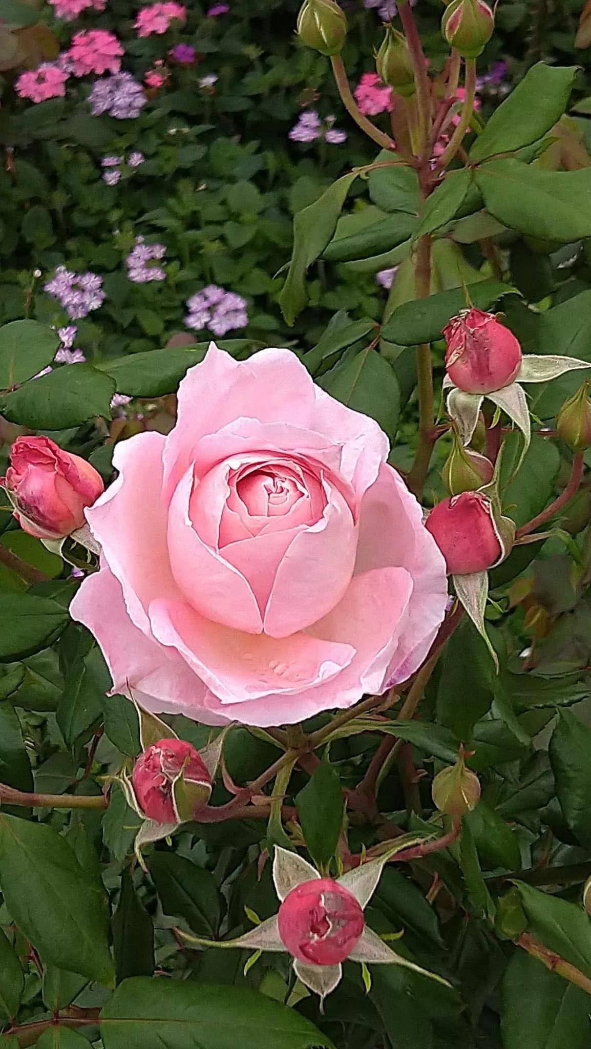 月季品种醉花,月季品种大全及图片欣赏