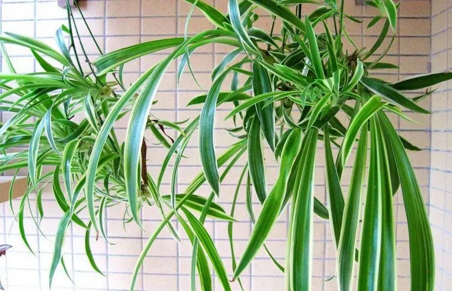 朝阳客厅绿植大叶,十件最适合在客厅养的易活绿植