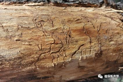 蛀干害虫为害症状识别,什么是蛀干害虫