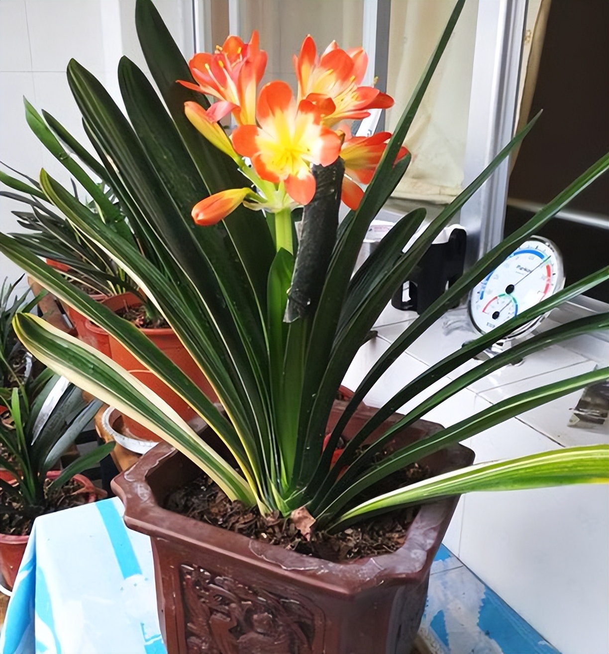 君子兰剃头后如何养,什么时候给君子兰剃头