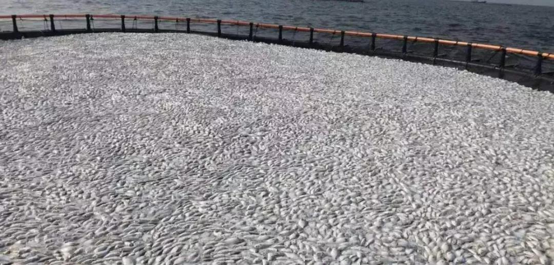 小瓜虫爆发如何快速处理,小瓜虫最好的克星