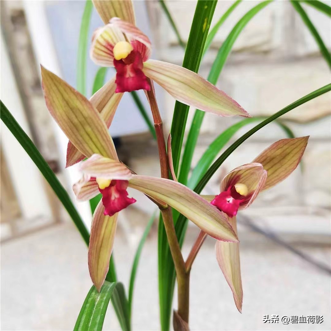 偷三盆兰花200万被判15年,最新盗兰花案件