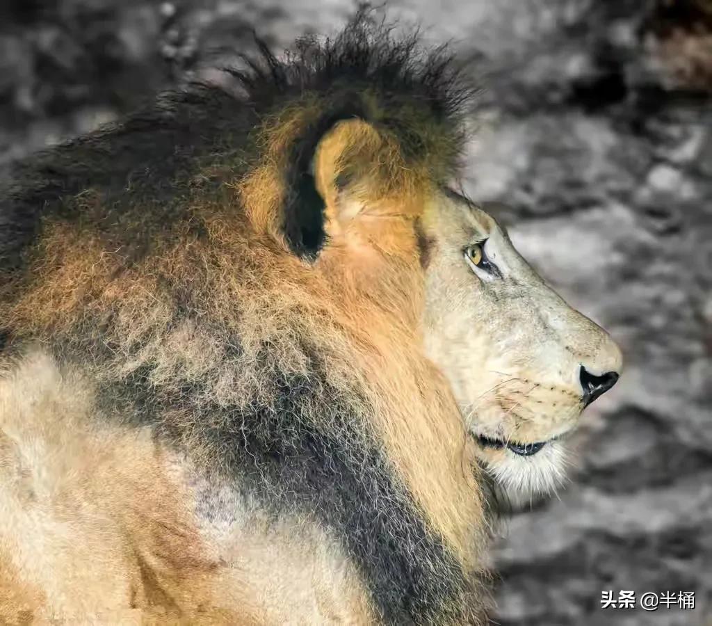 狮子老了的结局,狮子老了离群而死