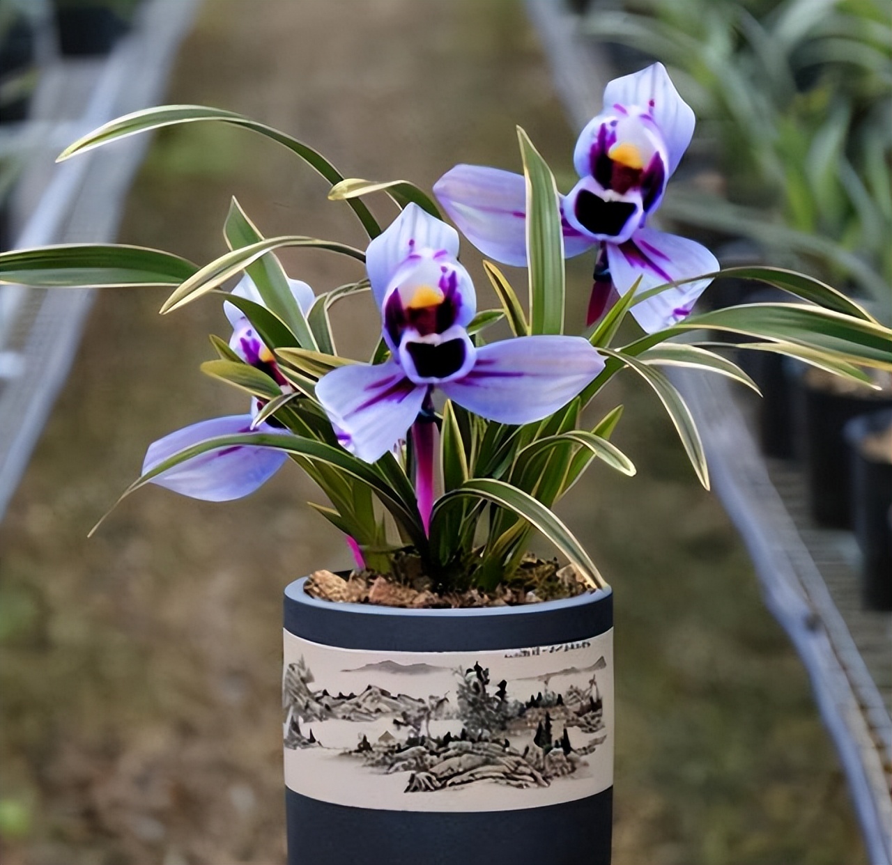 比较香且好养的兰花品种,兰花经典花型