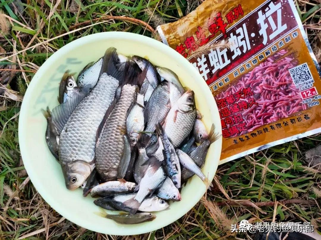 老鬼鲜蚯蚓拉饵多少钱,老鬼鲜蚯蚓拉饵怎么样