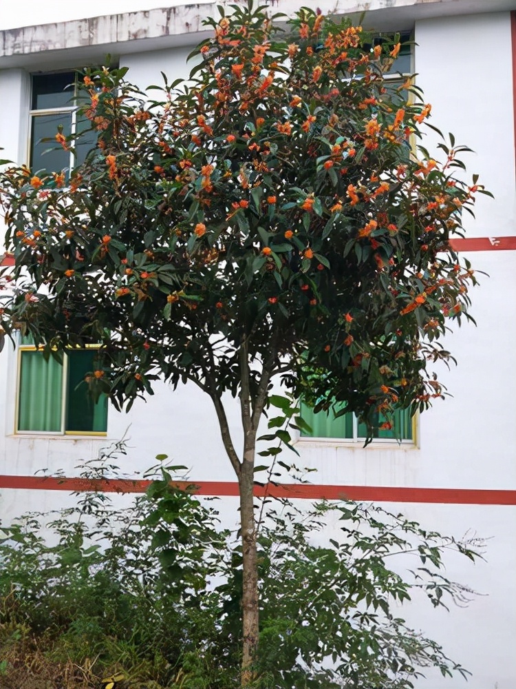 适合门口两侧栽的又好养的吉祥树,适合家庭养植的高大吉利树