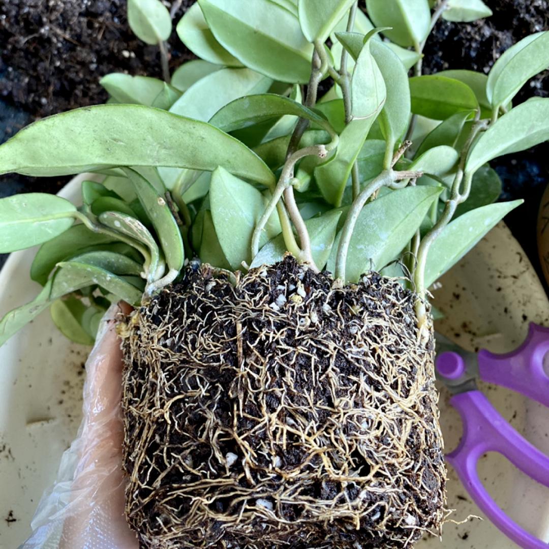 10种“吉利花”,“穷养”才能长大,越挤越壮实,越大越“旺家”