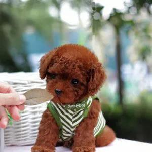 撕裂般的痛楚，一只狗的离去，它用生命教会了我很多