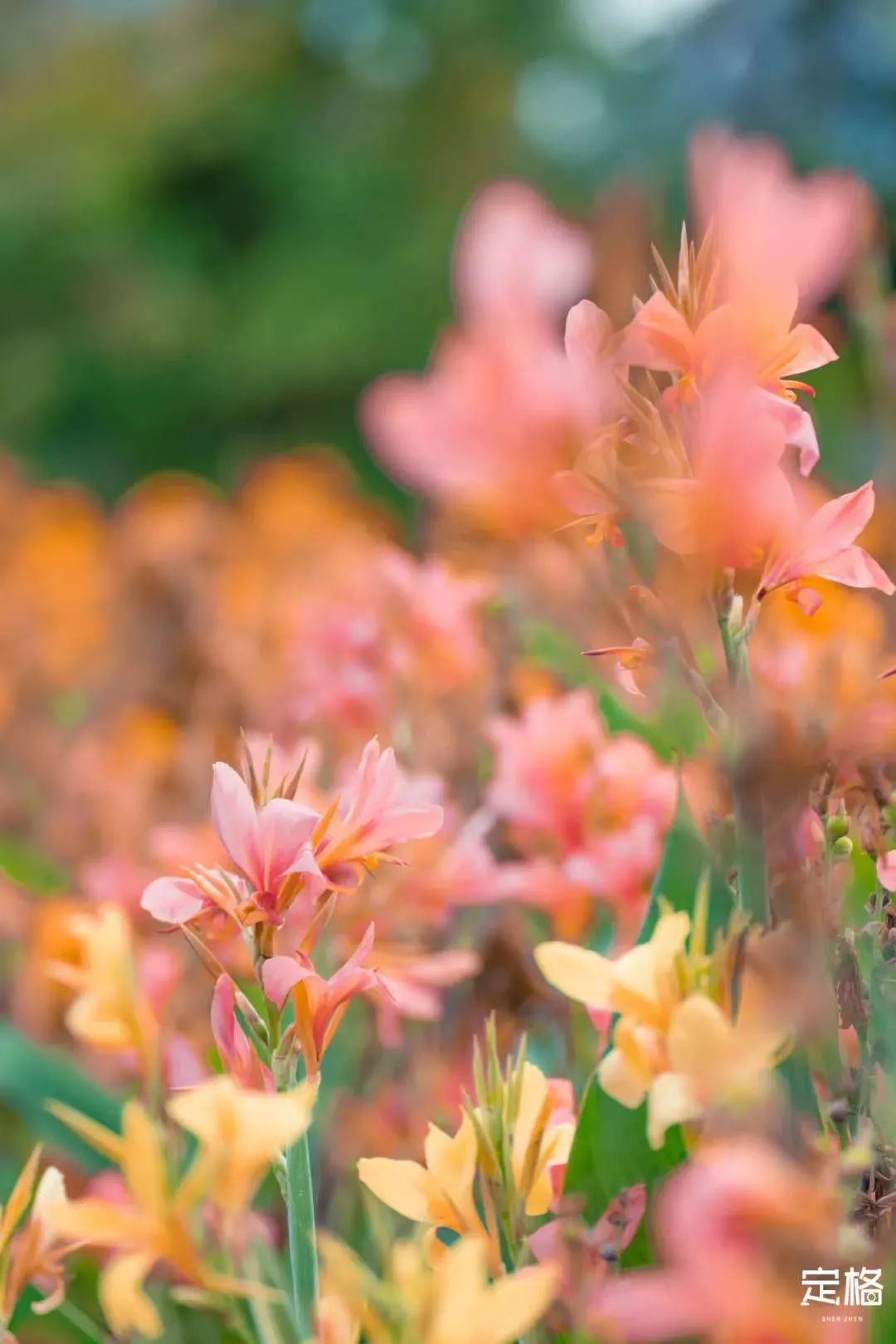 深圳3月14个赏花胜地全部免费,深圳清明节踏青赏花好去处