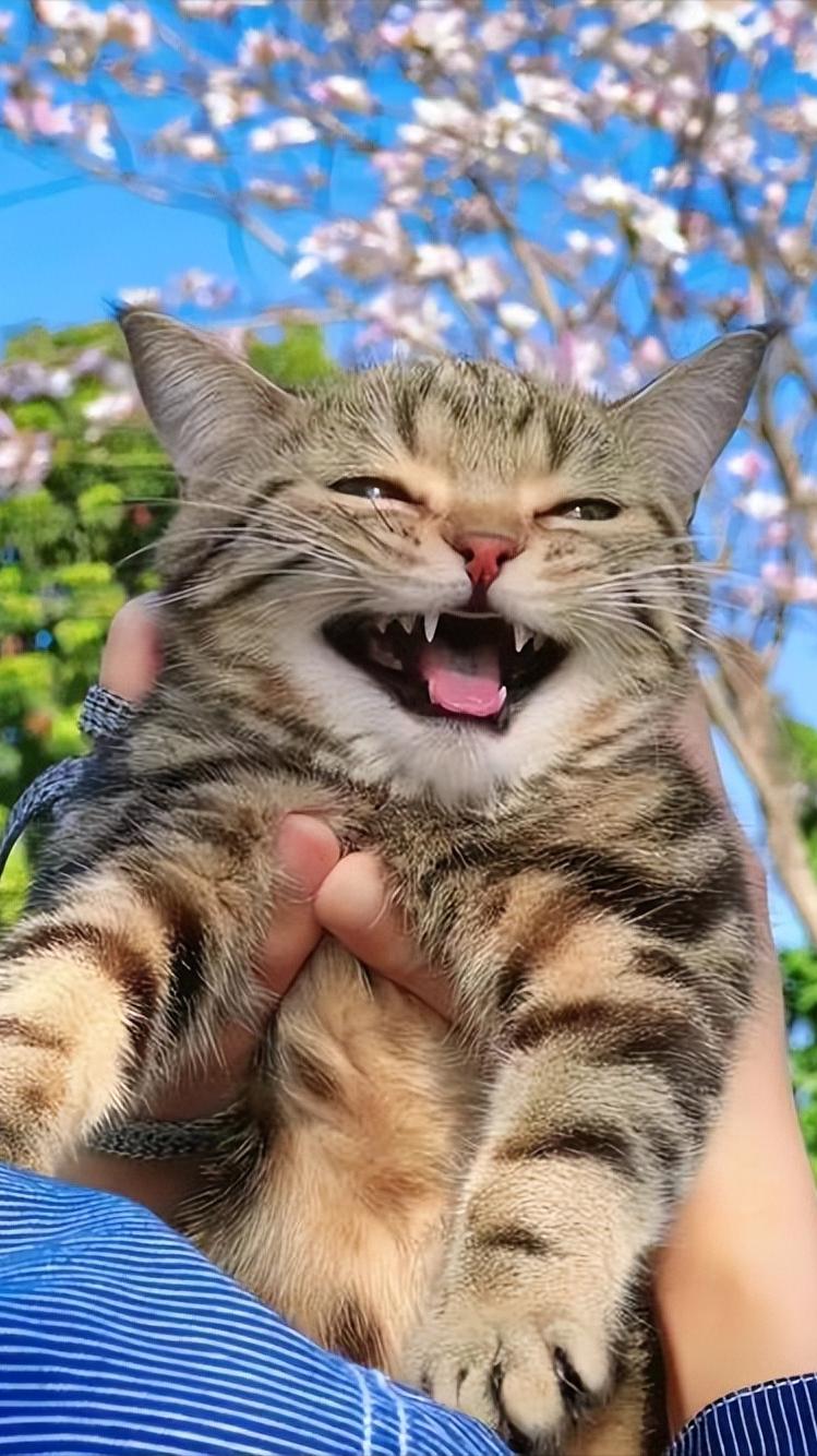 猫咪快乐的表现,猫咪快乐红糖使用方法